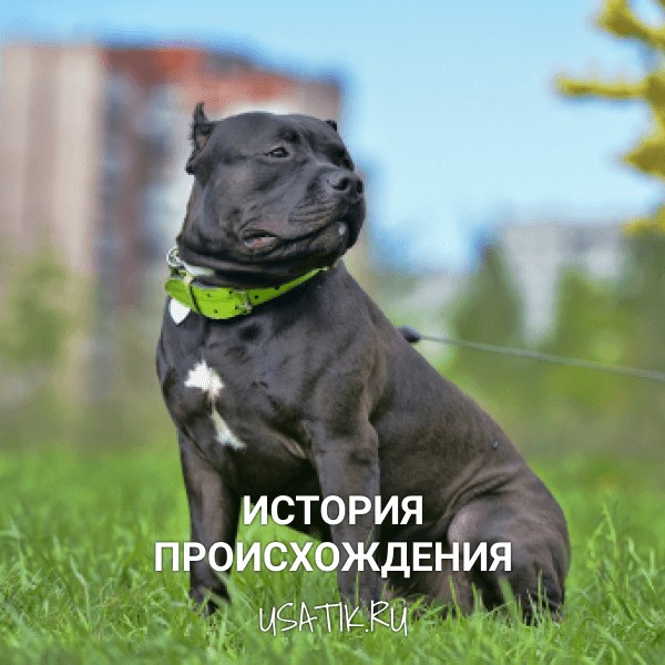 История происхождения американских булли
