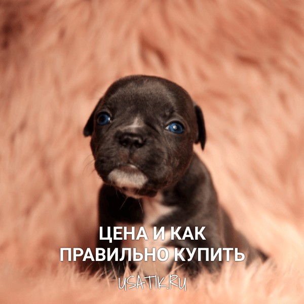 Американский булли - цена и как правильно купить