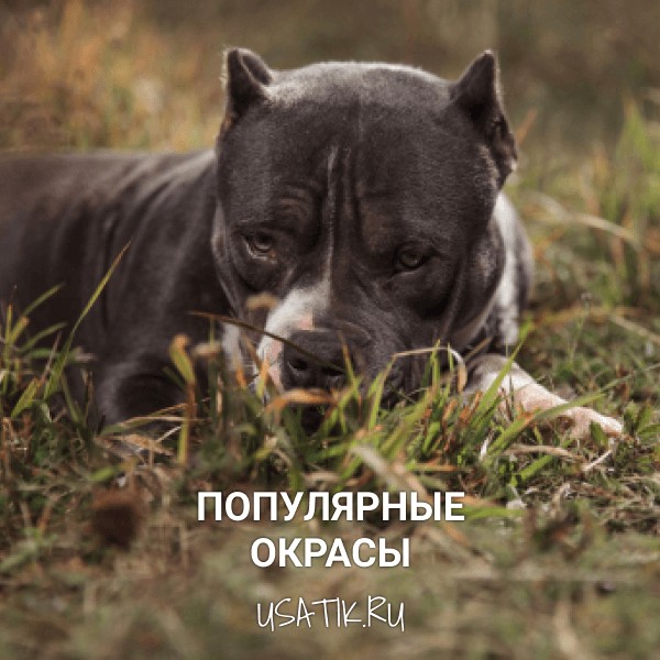 Популярные окрасы американских булли