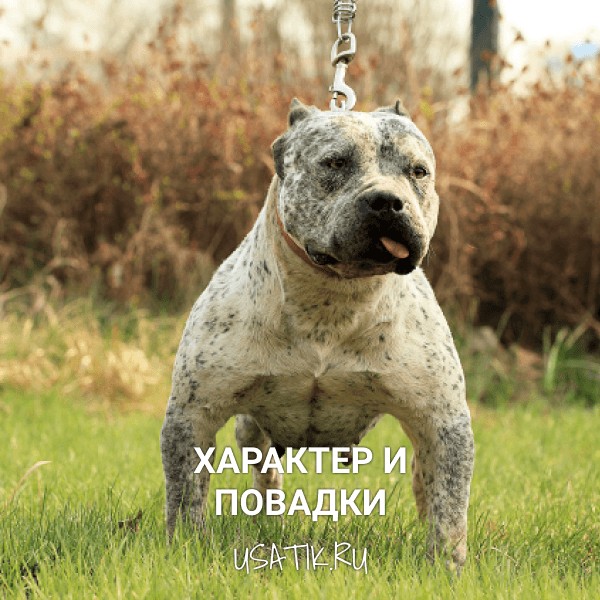 Характер и повадки американских булли