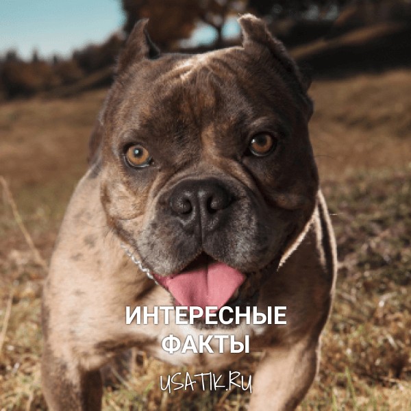 Интересные факты об американских булли