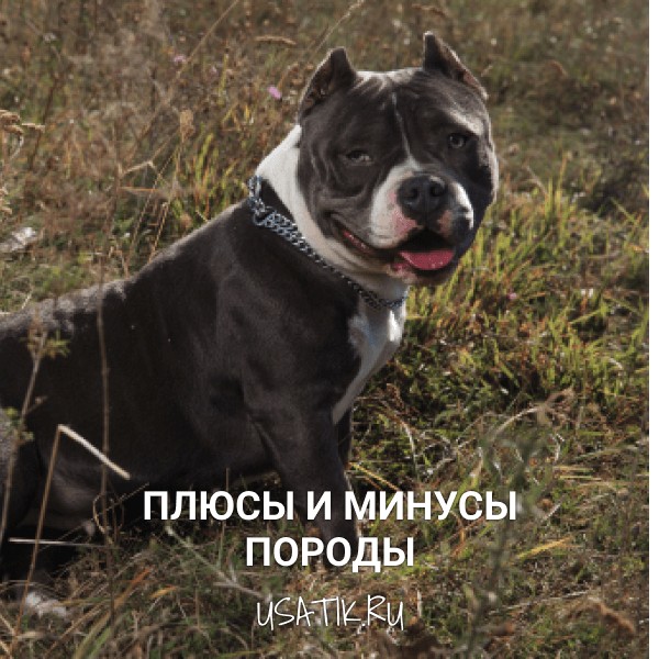Плюсы и минусы американских булли