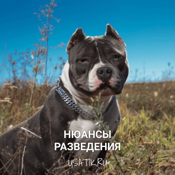 Разведение американских булли