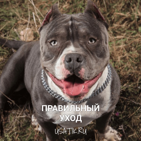 Уход за американскими булли