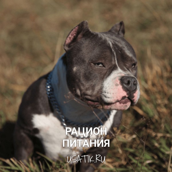 Рацион питания американских булли