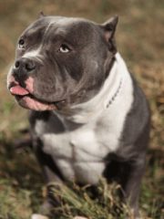 Американский булли