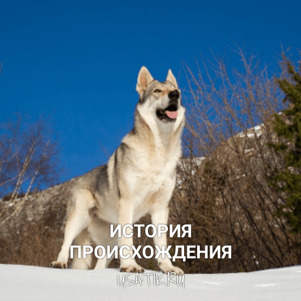 История происхождения чехословацких волчьих собак