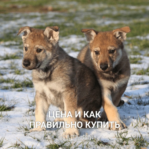 Чехословацкая волчья собака - цена и как правильно купить