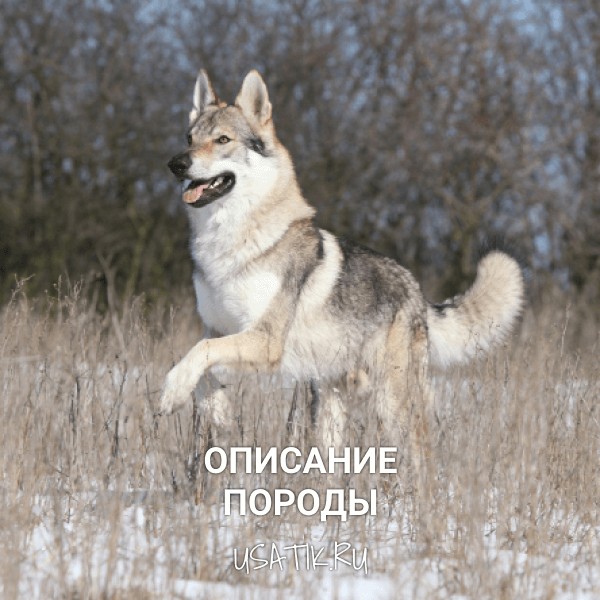 Чехословацкая волчья собака - описание породы