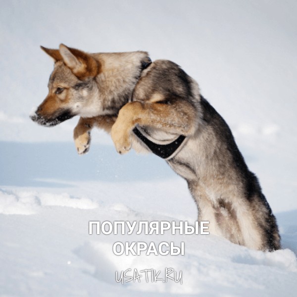 Популярные окрасы чехословацких волчьих собак