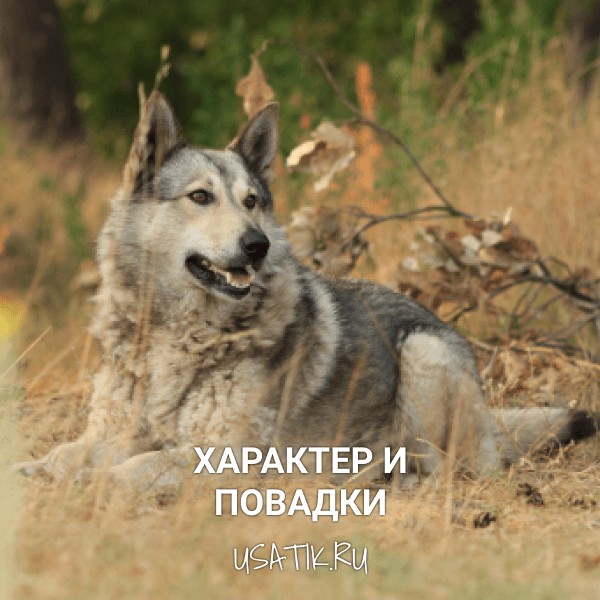 Характер и повадки чехословацких волчьих собак