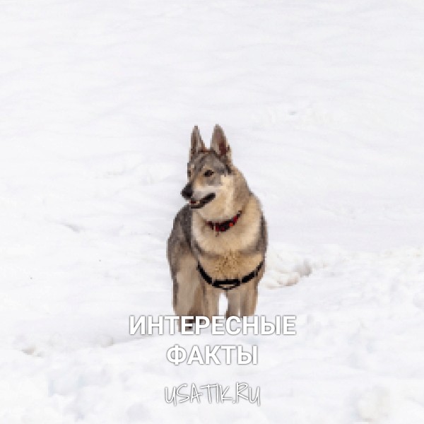 Интересные факты о чехословацких волчьих собаках