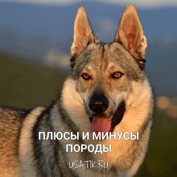 Плюсы и минусы чехословацких волчьих собак