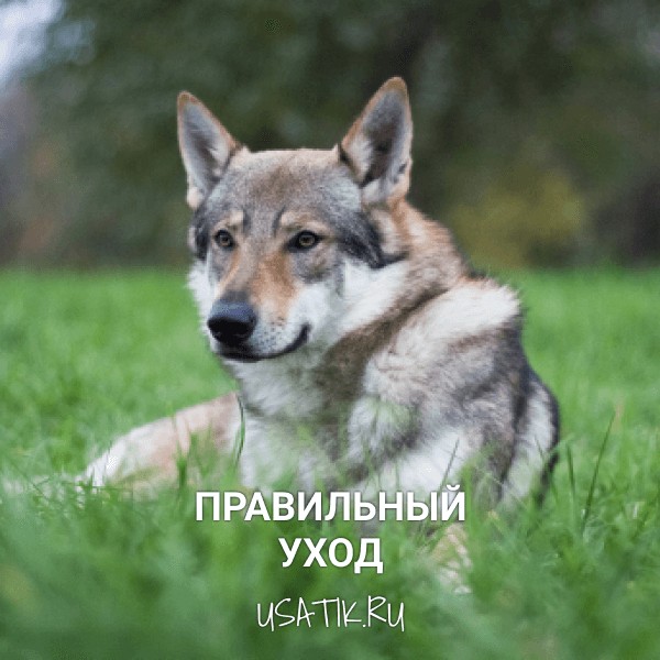 Уход за чехословацкими волчьими собаками
