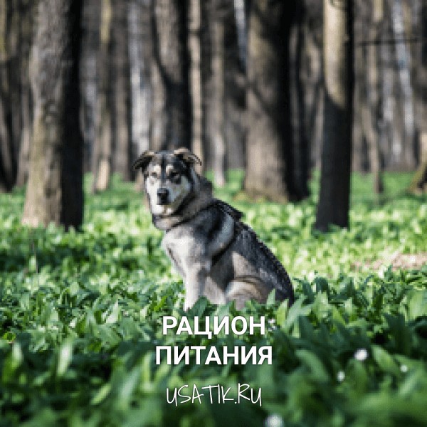 Рацион питания чехословацких волчьих собак