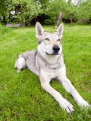 Чехословацкая волчья собака