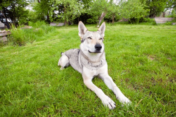 Чехословацкая волчья собака