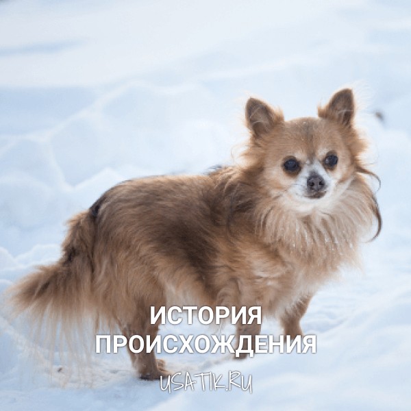 История происхождения чихуахуа