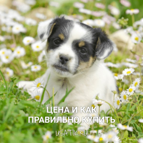 Чихуахуа - цена и как правильно купить