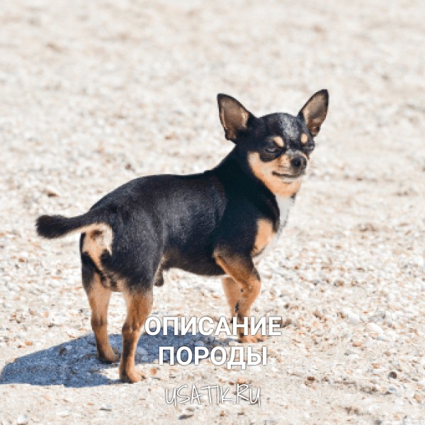 Чихуахуа - описание породы
