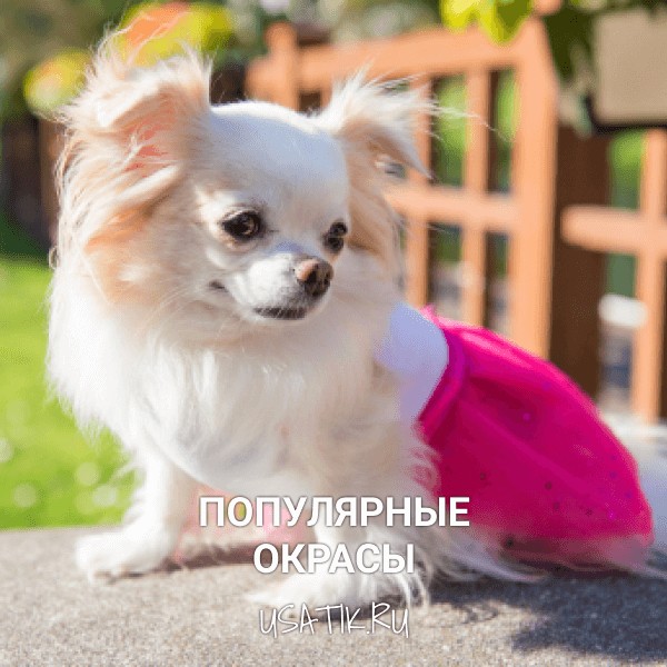 Популярные окрасы чихуахуа
