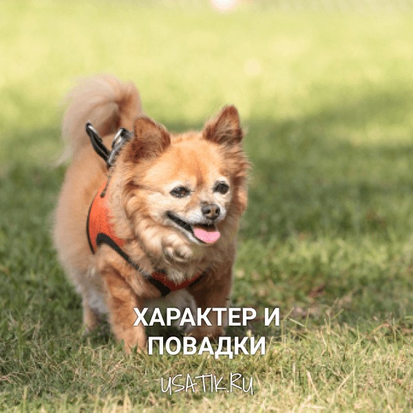 Характер и повадки чихуахуа