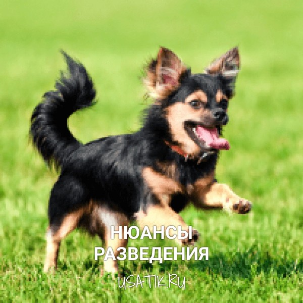 Разведение чихуахуа