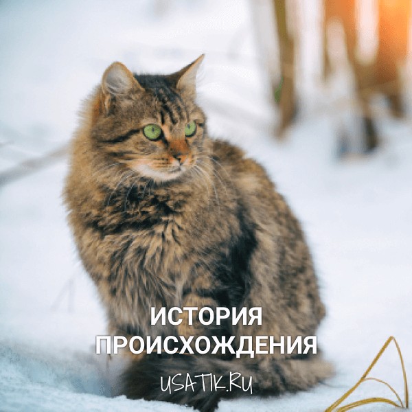 История происхождения сибирских кошек