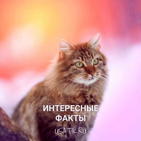 Интересные факты о сибирских кошках