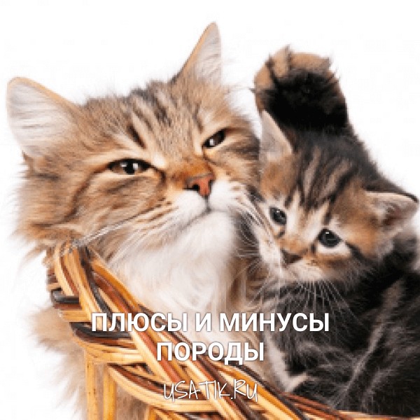 Плюсы и минусы сибирских кошек