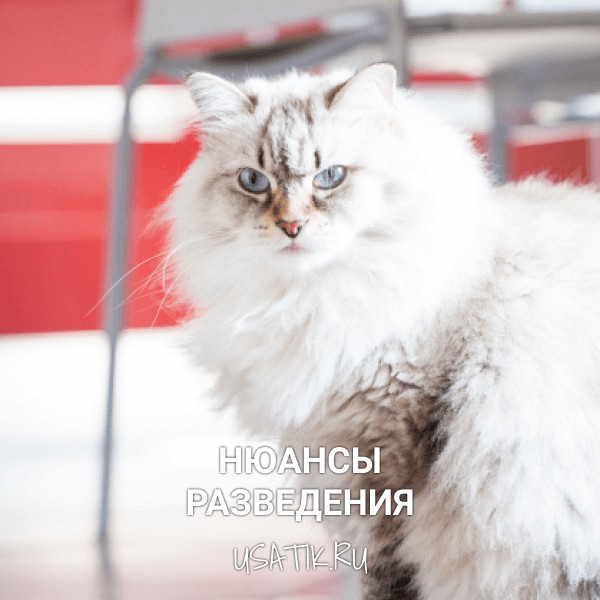Разведение сибирских кошек