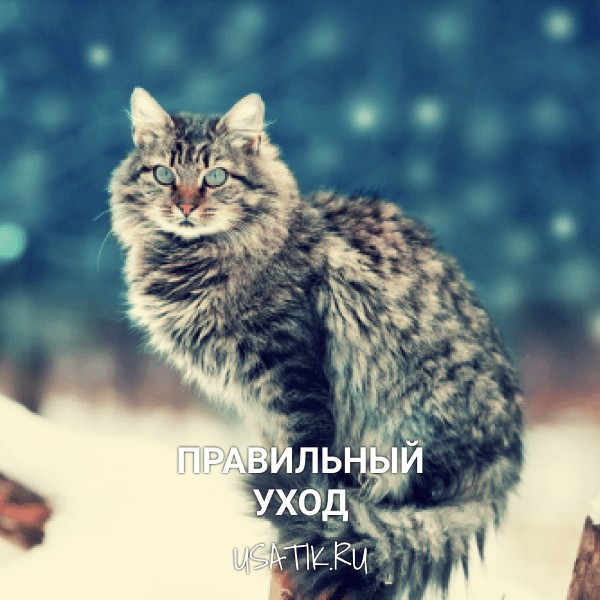 Уход за сибирскими кошками