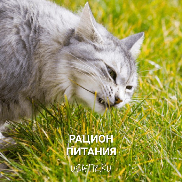 Рацион питания сибирских кошек