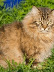 Сибирская кошка