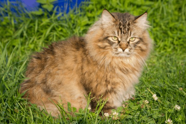 Сибирская кошка