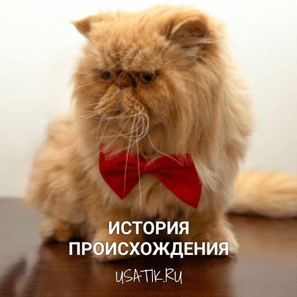 История происхождения экзотических кошек