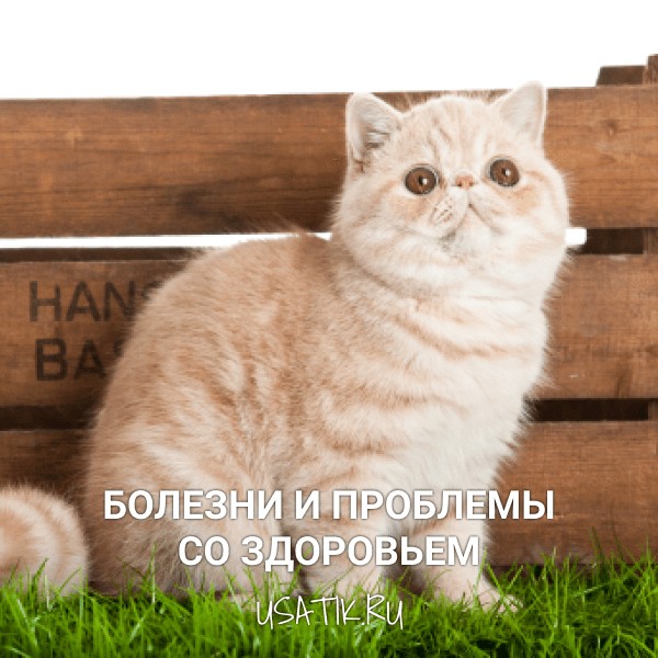 Болезни и проблемы со здоровьем