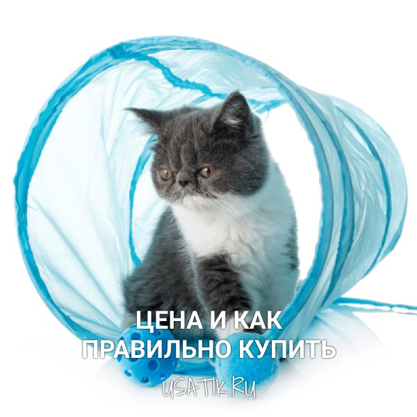 Экзотическая кошка - цена и как правильно купить