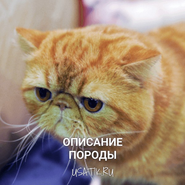 Экзотическая кошка - описание породы