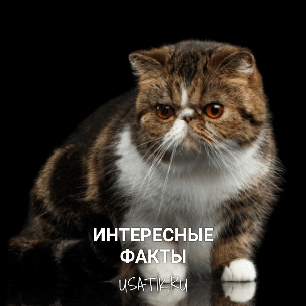 Интересные факты об экзотических кошках
