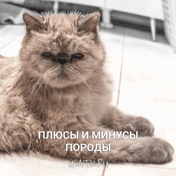 Плюсы и минусы экзотических кошек
