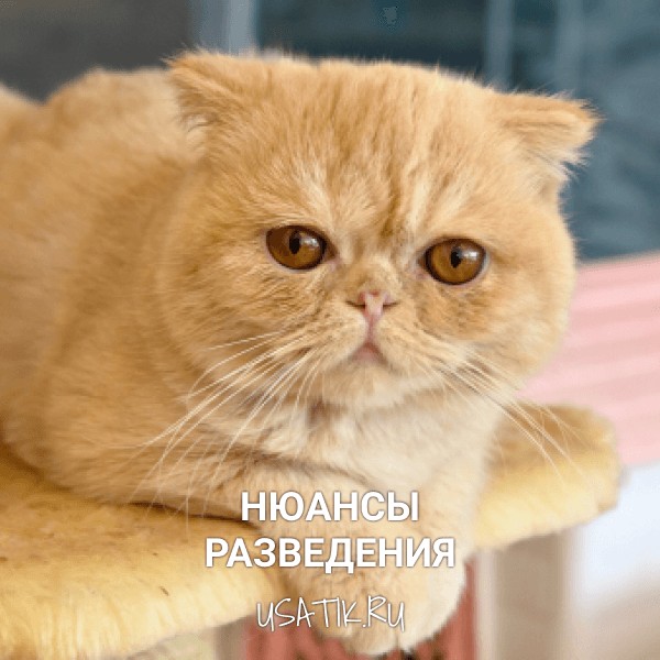 Разведение экзотических кошек