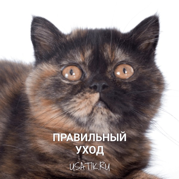 Уход за экзотическими кошками