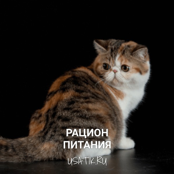 Рацион питания экзотических кошек