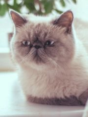 Экзотическая кошка