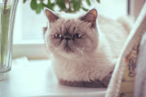 Экзотическая кошка