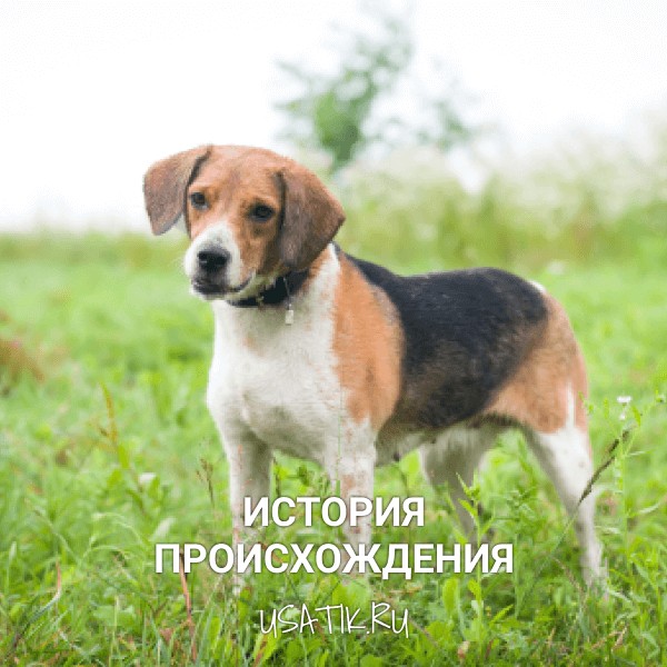 История происхождения эстонских гончих