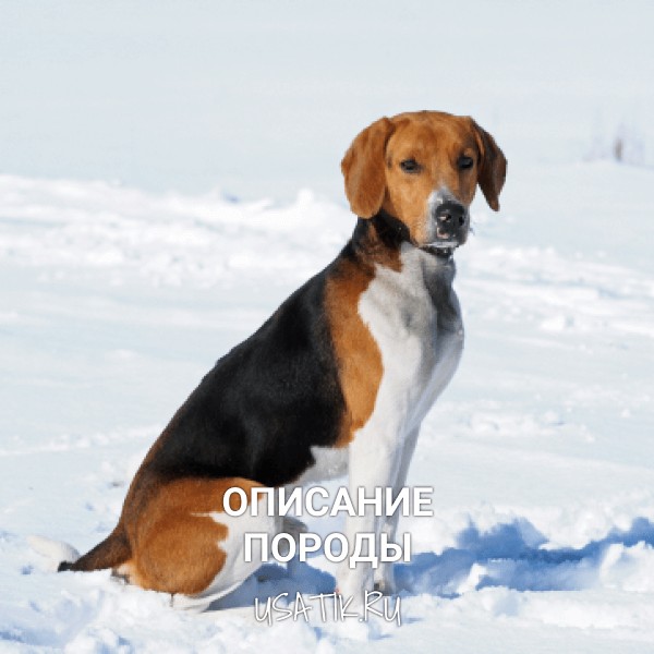 Эстонская гончая - описание породы