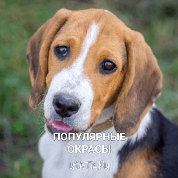 Популярные окрасы эстонских гончий