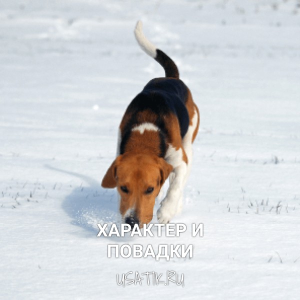 Характер и повадки эстонских гончих